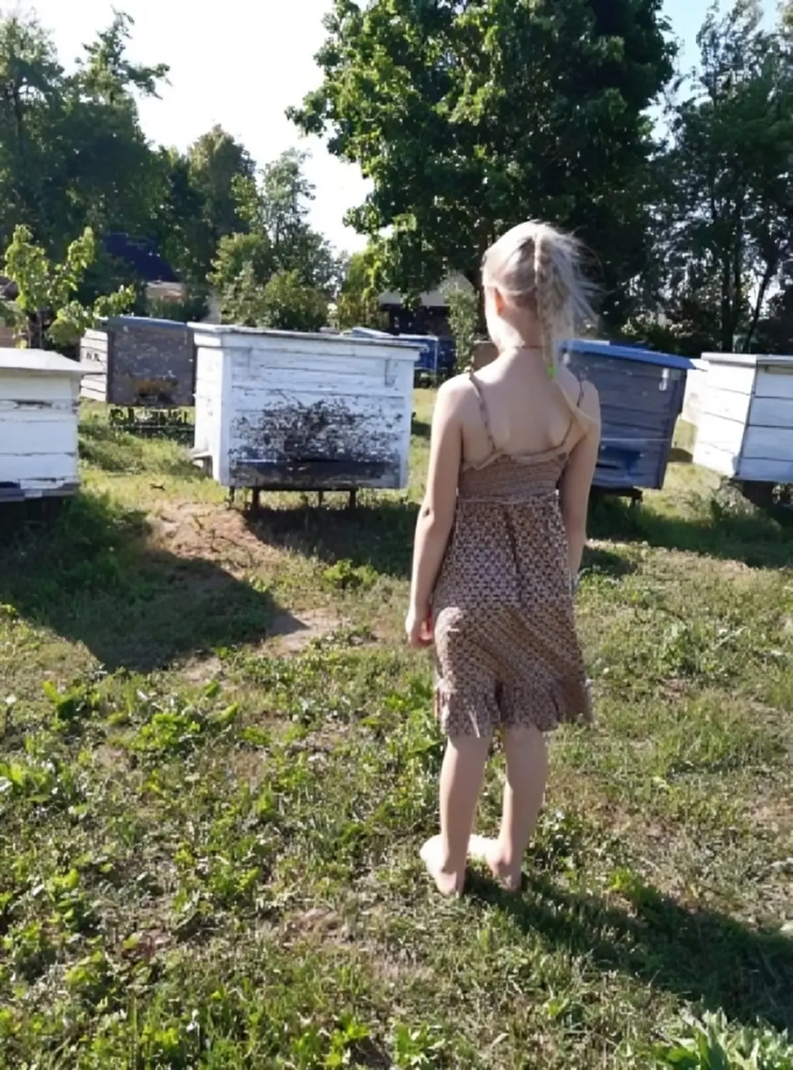 Die Bienenpionier-Kampagne von HHK Hanseatic Honey Accounting GmbH